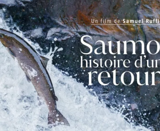 Saumon, histoire d'un retour